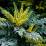 Mahonia x media ‘Charity’