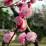 Prunus mume 'Rosea Plena'