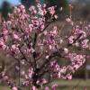 Prunus mume 'Rosea Plena'