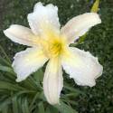 Hemerocallis 'Yavanna'