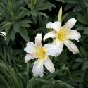 Hemerocallis 'Yavanna'