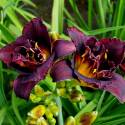 Hemerocallis 'Voodoo Dancer'