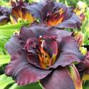 Hemerocallis 'Voodoo Dancer'