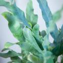 Phlebodium aureum 'Blue Star' sin. Polypodium aureum