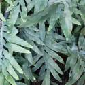 Phlebodium aureum 'Blue Star' sin. Polypodium aureum