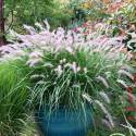 Pennisetum orientale 'Karley Rose'