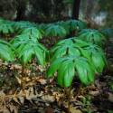 Podophyllum peltatum