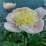 Paeonia 'White Angel'