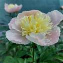 Paeonia 'White Angel'