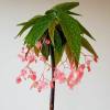 Begonia corallina ('Tamaya')