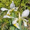 Iris orientalis (I. ochroleuca)