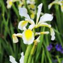 Iris orientalis (I. ochroleuca)