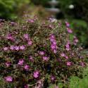 Geranium 'Orkney Cherry'