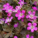 Geranium 'Orkney Cherry'