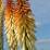 Kniphofia 'Bees' Sunset'