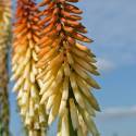 Kniphofia 'Bees' Sunset'
