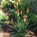 Kniphofia 'Bees' Sunset'
