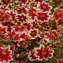 Coreopsis 'Ruby Frost'