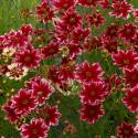 Coreopsis 'Ruby Frost'