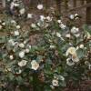 Magnolia laevifolia 'Gail's Favourite'