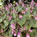 Begonia grandis subsp. evansiana