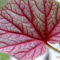 Begonia grandis subsp. evansiana