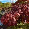 Hydrangea quercifolia 'Burgundy'