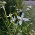 Schizostylis coccinea 'Alba'