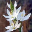 Schizostylis coccinea 'Alba'