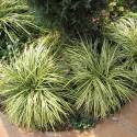 Carex oshimensis 'Evergold'