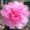 Camellia sasanqua 'Showa No Sakae'