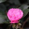 Camellia sasanqua 'Showa No Sakae'