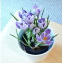 Crocus sativus (Zafferano)