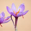 Crocus sativus (Saffron)