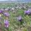 Crocus sativus (Zafferano)