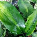Aspidistra zongbayi 'Uan Fat Lady'