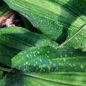 Aspidistra zongbayi 'Uan Fat Lady'