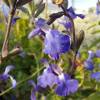 Salvia 'Blue Wonder'