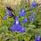 Salvia 'Blue Wonder'