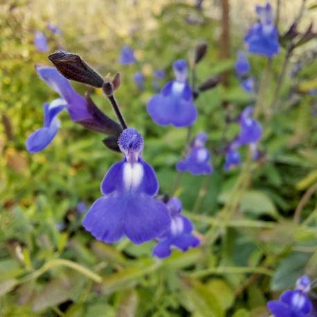 Salvia 'Blue Wonder'