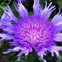 Stokesia laevis 'Peachie's Pick'