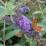 Buddleia davidii 'Empire Blue'