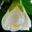 Abutilon 'Albus'