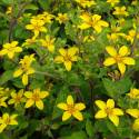 Chrysogonum virginianum