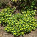 Chrysogonum virginianum