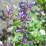 Nepeta × faassenii