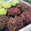 Sedum tetractinum 'Coral Reef'