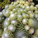 Sempervivum arachnoideum