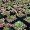 Sempervivum arachnoideum