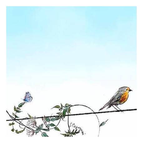 Red robin illustration